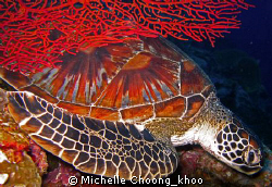 Sleepy green turtle seeking santuary amongst red gorgonia... by Michelle Choong_khoo 
